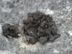 Jelly Flakes Lichen thumbnail 1