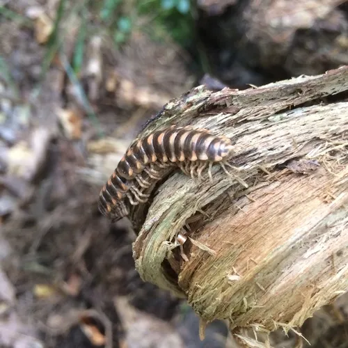 Rudiloria trimaculata