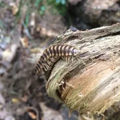 Rudiloria trimaculata thumbnail 1