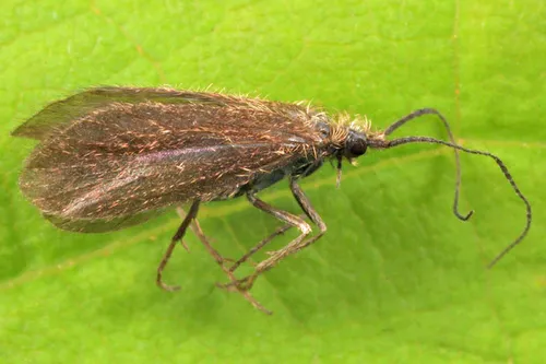 Lepidostoma reosum