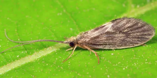 Lepidostoma vernale