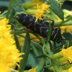 Locust Borer thumbnail 2