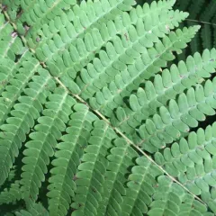 interrupted fern thumbnail 2