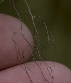 Groovy Beard Lichen thumbnail 4