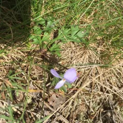 bird's foot violet thumbnail 2