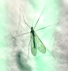 Trichocera garretti thumbnail 3