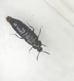 Large Minute Rove Beetle thumbnail 4