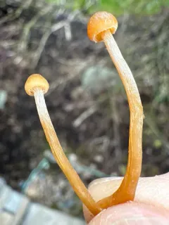 ribbed bell thumbnail 4
