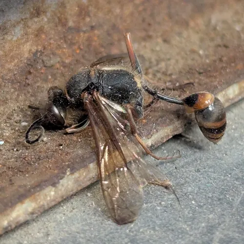 Asian Mud-dauber Wasp