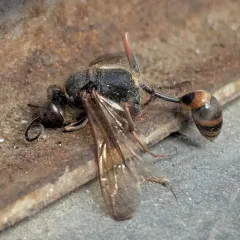 Asian Mud-dauber Wasp thumbnail 1