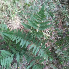 common bracken thumbnail 3