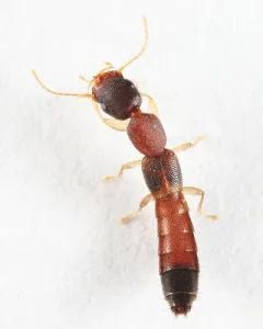 Astenus americanus thumbnail 3