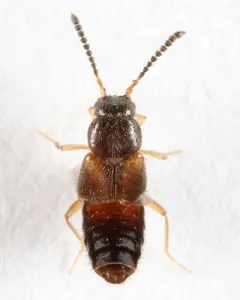 Atheta annexa thumbnail 2