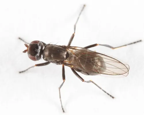Themira nigricornis