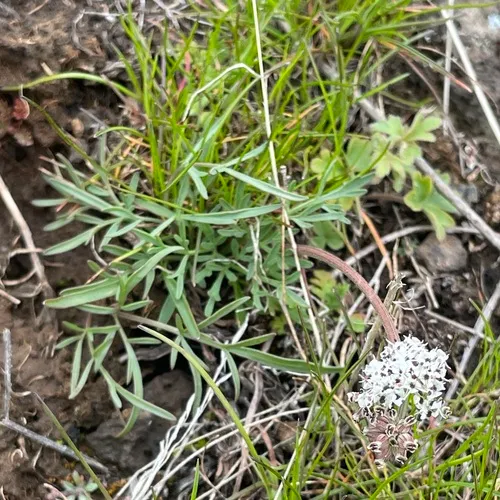 Gorman's Biscuitroot