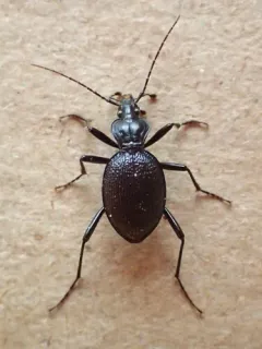 Relic Snail-eating Beetle thumbnail 4