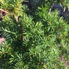 mountain hemlock thumbnail 4