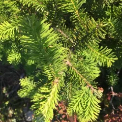 Pacific silver fir thumbnail 2