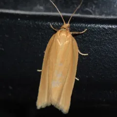 Clemens' Clepsis Moth thumbnail 3