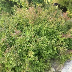 thinleaf huckleberry thumbnail 3