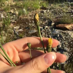 Common Cat's-ear thumbnail 4