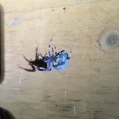 Marbled Orbweaver thumbnail 3