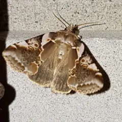 Glorious Habrosyne Moth thumbnail 3