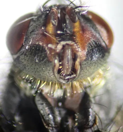 Narrow-cheeked Clusterfly