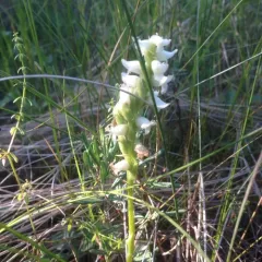 Hooded Ladies' Tresses thumbnail 3