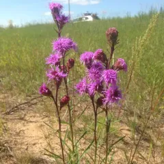 Rocky Mountain blazing star thumbnail 3