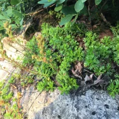 Partridgefoot thumbnail 1