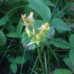 Spurred Gentian thumbnail 3