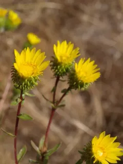 Idaho Gumweed thumbnail 4