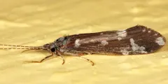 Ceraclea transversa thumbnail 3