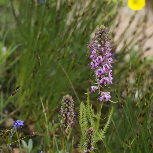 Elephant's-Head lousewort
