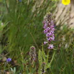 Elephant's-Head lousewort thumbnail 1