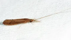 Inconspicuous Long-horned Caddisfly thumbnail 3