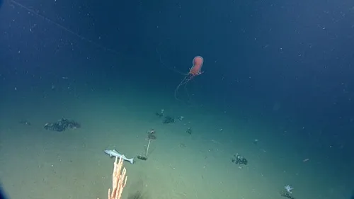 Red Paper Lantern Jellyfish