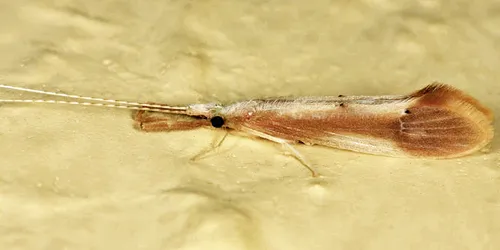 Wrong Long-horned Caddisfly
