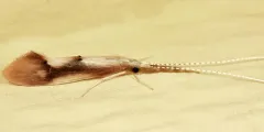 Bordered Long-horned Caddisfly thumbnail 2