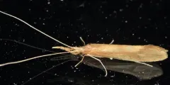 Triaenodes tardus thumbnail 3