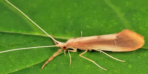 Triaenodes dipsius