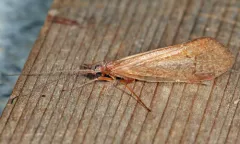 Frenesia difficilis thumbnail 2
