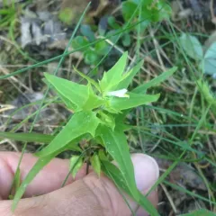 narrowleaf cow wheat thumbnail 3