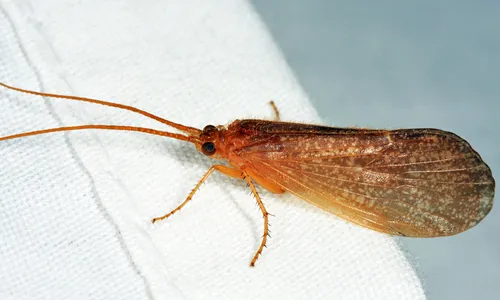Ironoquia lyrata