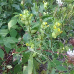 Little Yellow Rattle thumbnail 2