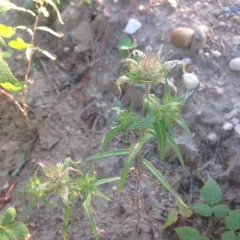 narrow-leaf mountain trumpet thumbnail 4