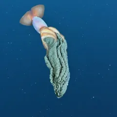 Clawed Gonate Squid thumbnail 1