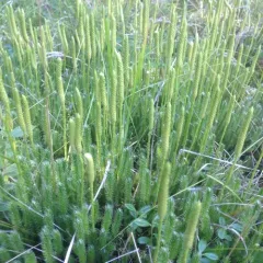arctic stag's-horn clubmoss thumbnail 2