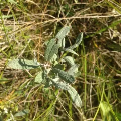 Sage-leaf willow thumbnail 4